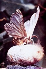 Bombyx mori