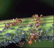 Manica Rubida