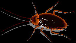 Periplaneta americana